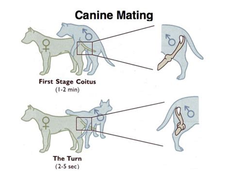 dog dick knot|Canine reproduction